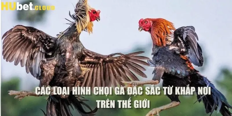 Các loại hình chọi gà đặc sắc từ khắp nơi trên Thế giới