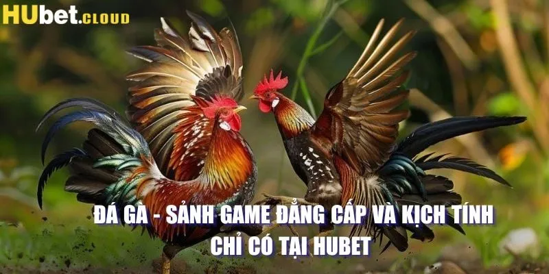 Giới thiệu sảnh đá gà tại Hubet